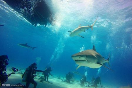 اخبار,اخبار گوناگون,شناکردن باکوسه ها اخبار,اخبار گوناگون,شناکردن باکوسه ها