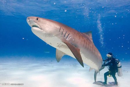 اخبار,اخبار گوناگون,شناکردن باکوسه ها اخبار,اخبار گوناگون,شناکردن باکوسه ها