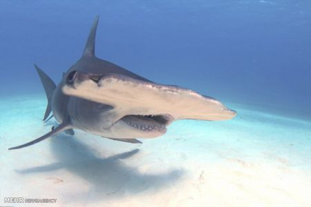 اخبار,اخبار گوناگون,شناکردن باکوسه ها اخبار,اخبار گوناگون,شناکردن باکوسه ها