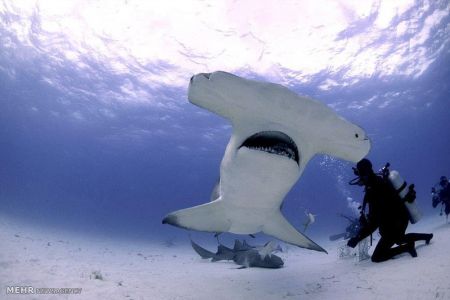 اخبار,اخبار گوناگون,شناکردن باکوسه ها اخبار,اخبار گوناگون,شناکردن باکوسه ها