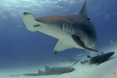 اخبار,اخبار گوناگون,شناکردن باکوسه ها اخبار,اخبار گوناگون,شناکردن باکوسه ها