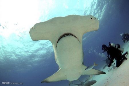 اخبار,اخبار گوناگون,شناکردن باکوسه ها اخبار,اخبار گوناگون,شناکردن باکوسه ها