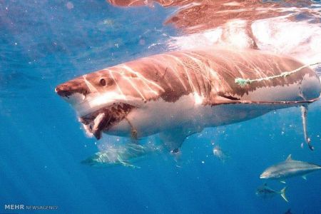 اخبار,اخبار گوناگون,شناکردن باکوسه ها اخبار,اخبار گوناگون,شناکردن باکوسه ها