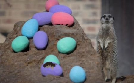 اخبار گوناگون,خبرهای گوناگون , تخممرغهای رنگارنگ عید پاک اخبار گوناگون,خبرهای گوناگون , تخممرغهای رنگارنگ عید پاک