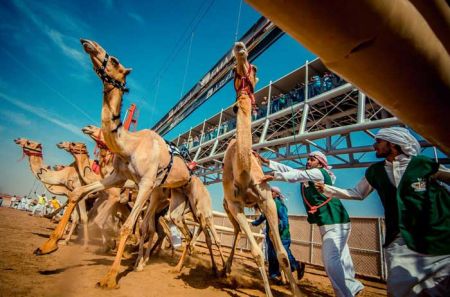 اخبار گوناگون ,خبرهای گوناگون ,مسابقه شترها اخبار گوناگون ,خبرهای گوناگون ,مسابقه شترها