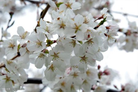  شکوفه های گیلاس در واشنگتن‎