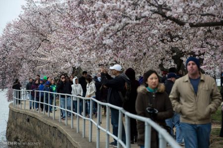  شکوفه های گیلاس در واشنگتن‎