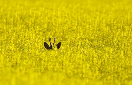   اخبارگوناگون,خبرهای  گوناگون ,جهانی بدون انسان‌