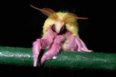   اخبار گوناگون,خبرهای گوناگون,شب پره