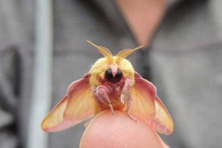   اخبار گوناگون,خبرهای گوناگون,شب پره