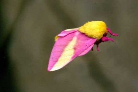   اخبار گوناگون,خبرهای گوناگون,شب پره