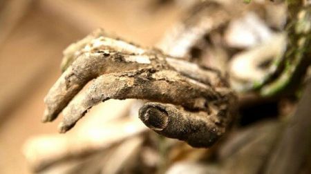 اخبار,اخبار گوناگون,مومیایی