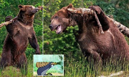 اخبار,اخبار گوناگون,خرس گریزلی اخبار,اخبار گوناگون,خرس گریزلی