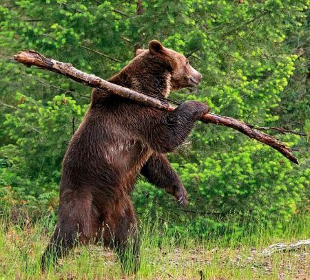 اخبار,اخبار گوناگون,خرس گریزلی اخبار,اخبار گوناگون,خرس گریزلی