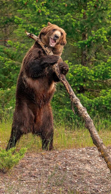 اخبار,اخبار گوناگون,خرس گریزلی اخبار,اخبار گوناگون,خرس گریزلی