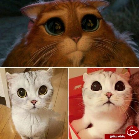 اخبار,اخبار گوناگون,گربه چکمه پوش