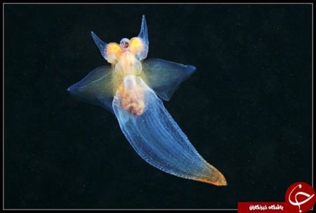 اخبار,اخبار امروز,اخبار جدید