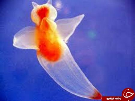 اخبار,اخبار امروز,اخبار جدید