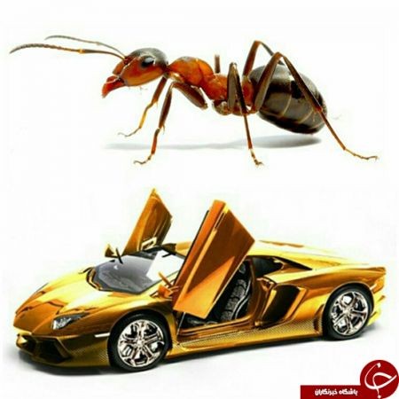اخبار,اخبار گوناگون,مورچه سرعت لامبورگینی دارد