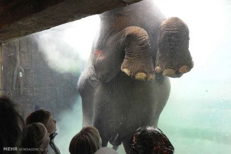 اخبار,اخبار گوناگون,دنیای فیل ها