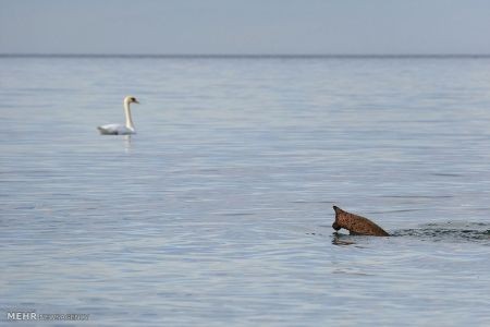 اخبار,اخبار گوناگون,دنیای فیل ها