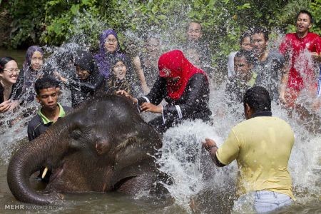 اخبار,اخبار گوناگون,دنیای فیل ها