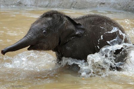 اخبار,اخبار گوناگون,دنیای فیل ها