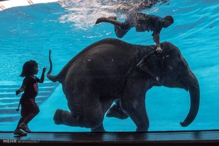 اخبار,اخبار گوناگون,دنیای فیل ها