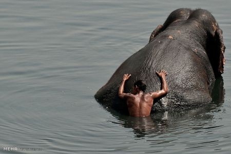 اخبار,اخبار گوناگون,دنیای فیل ها