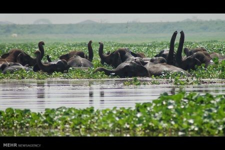 اخبار,اخبار گوناگون,دنیای فیل ها