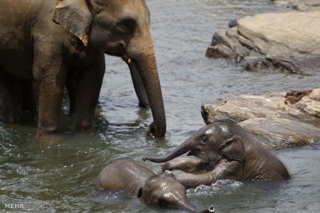اخبار,اخبار گوناگون,دنیای فیل ها