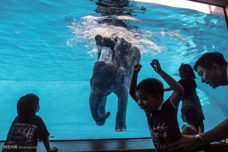 اخبار,اخبار گوناگون,دنیای فیل ها