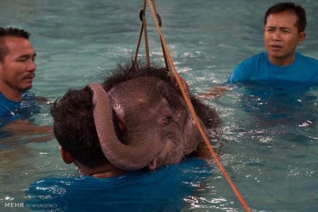 اخبار,اخبار گوناگون,دنیای فیل ها