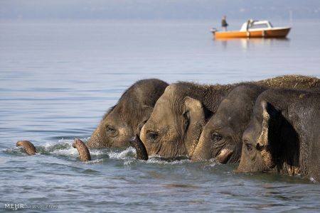 اخبار,اخبار گوناگون,دنیای فیل ها
