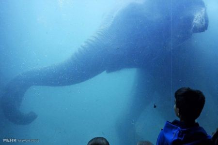 اخبار,اخبار گوناگون,دنیای فیل ها