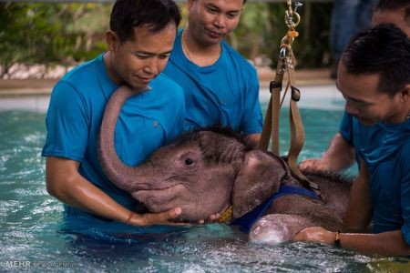 اخبار,اخبار گوناگون,دنیای فیل ها