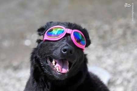 اخبار,اخبار گوناگون,خورشیدگرفتگی درآمریکا اخبار,اخبار گوناگون,خورشیدگرفتگی درآمریکا