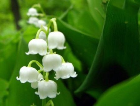 اخبار,اخبار گوناگون,گران ترین گلهای جهان