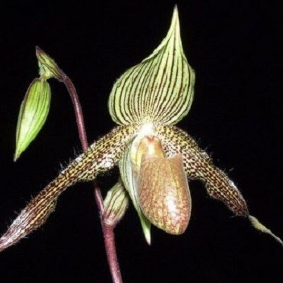 اخبار,اخبار گوناگون,گران ترین گلهای جهان