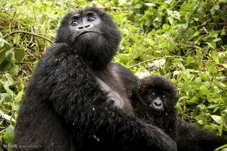 اخبار,اخبار گوناگون,گوریل های رواندا