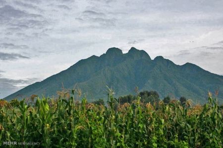 اخبار,اخبار گوناگون,گوریل های رواندا