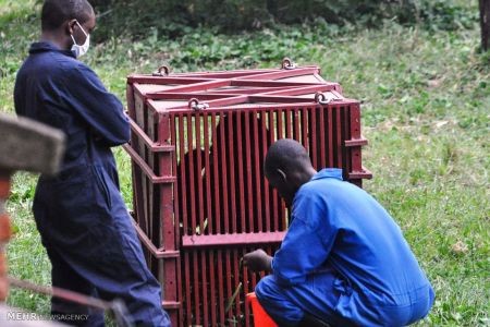 اخبار,اخبار گوناگون,گوریل های رواندا