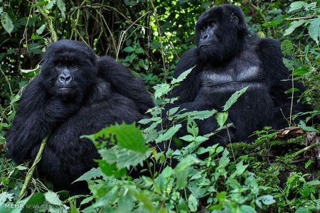 اخبار,اخبار گوناگون,گوریل های رواندا