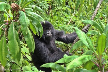 اخبار,اخبار گوناگون,گوریل های رواندا