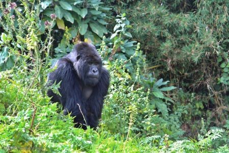 اخبار,اخبار گوناگون,گوریل های رواندا
