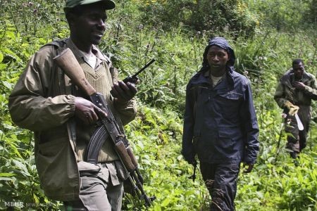 اخبار,اخبار گوناگون,گوریل های رواندا