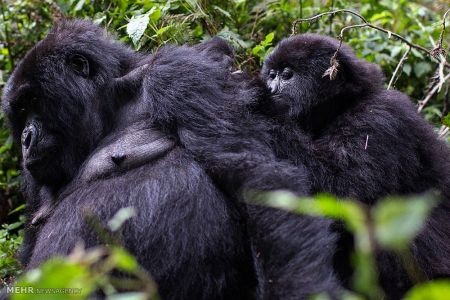 اخبار,اخبار گوناگون,گوریل های رواندا