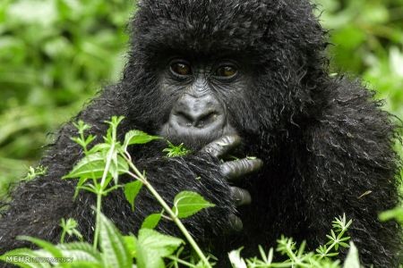 اخبار,اخبار گوناگون,گوریل های رواندا