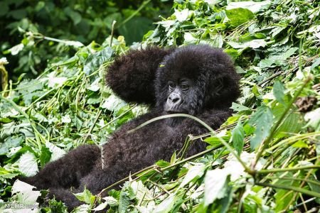 اخبار,اخبار گوناگون,گوریل های رواندا