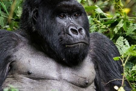 اخبار,اخبار گوناگون,گوریل های رواندا